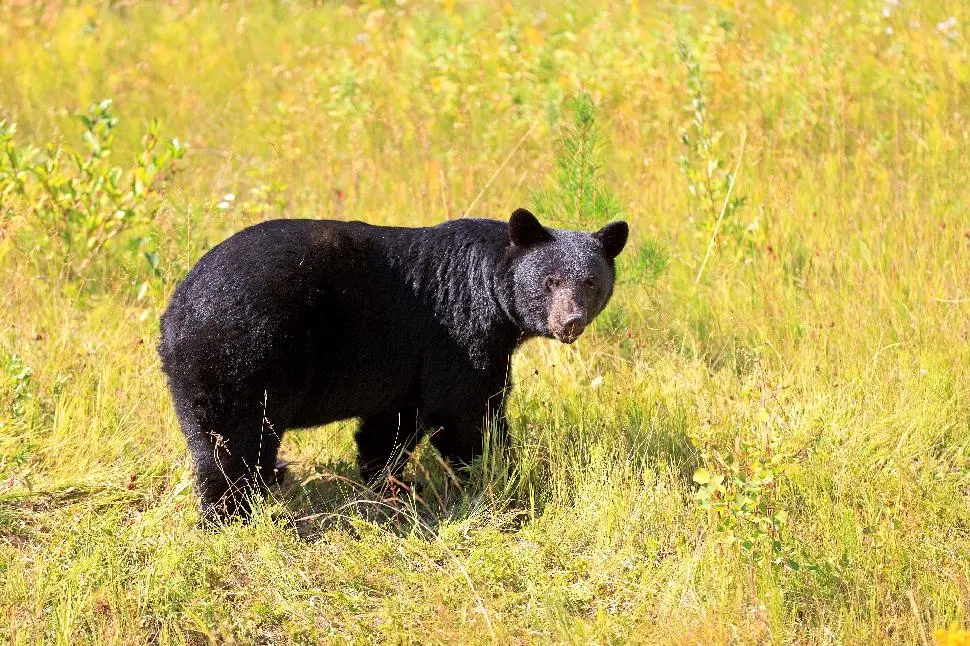 Bear Killed in Self-Defense