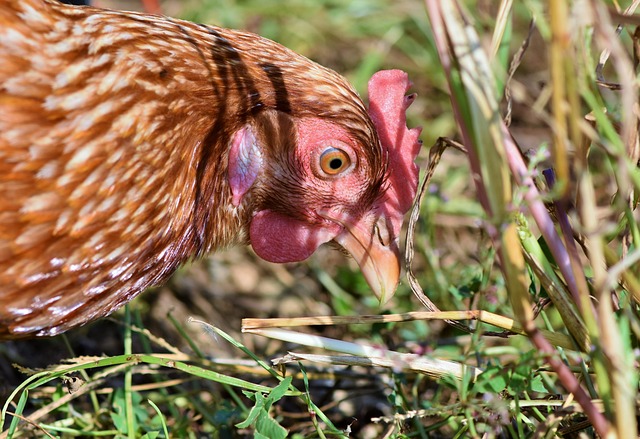 Alarming Bird Flu Mutations Spark